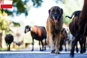 Mehr über den Artikel erfahren Cão Da Serra Da Estrela Züchter und Welpen in Utrecht