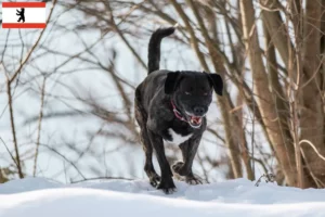 Mehr über den Artikel erfahren Cão Fila de São Miguel Züchter und Welpen in Berlin