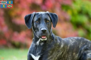 Mehr über den Artikel erfahren Cão Fila de São Miguel Züchter und Welpen in Bourgogne-Franche-Comté