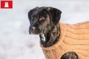 Mehr über den Artikel erfahren Cão Fila de São Miguel Züchter und Welpen in Hamburg