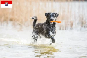 Mehr über den Artikel erfahren Cão Fila de São Miguel Züchter und Welpen in Hessen