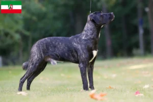 Mehr über den Artikel erfahren Cão Fila de São Miguel Züchter und Welpen in Nordrhein-Westfalen