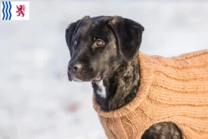 Mehr über den Artikel erfahren Cão Fila de São Miguel Züchter und Welpen in Nouvelle-Aquitaine