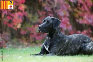 Mehr über den Artikel erfahren Cão Fila de São Miguel Züchter und Welpen in der Provence-Alpes-Côte d’Azur