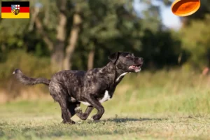 Mehr über den Artikel erfahren Cão Fila de São Miguel Züchter und Welpen im Saarland