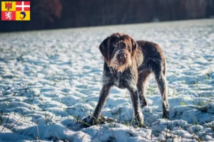 Mehr über den Artikel erfahren Český fousek Züchter und Welpen in Auvergne-Rhône-Alpes