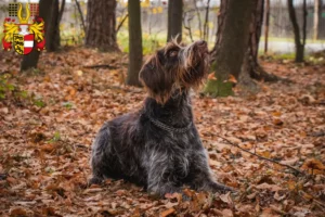 Mehr über den Artikel erfahren Český fousek Züchter und Welpen in Kärnten