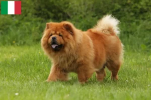 Mehr über den Artikel erfahren Chow-Chow Züchter und Welpen in Italien