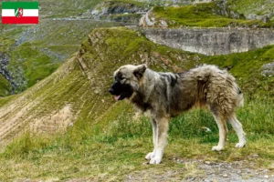 Mehr über den Artikel erfahren Ciobănesc Românesc Carpatin Züchter und Welpen in Nordrhein-Westfalen