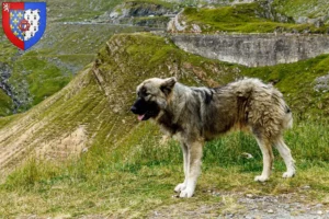 Mehr über den Artikel erfahren Ciobănesc Românesc Carpatin Züchter und Welpen in Pays de la Loire