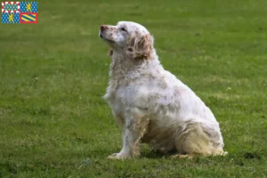 Mehr über den Artikel erfahren Clumber Spaniel Züchter und Welpen in Bourgogne-Franche-Comté