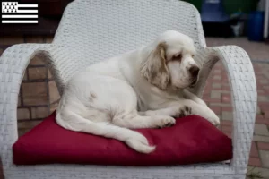 Mehr über den Artikel erfahren Clumber Spaniel Züchter und Welpen in der Bretagne