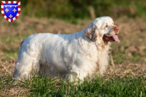 Mehr über den Artikel erfahren Clumber Spaniel Züchter und Welpen in Centre-Val de Loire