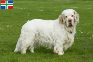 Mehr über den Artikel erfahren Clumber Spaniel Züchter und Welpen in Groningen