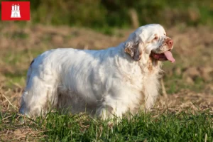 Mehr über den Artikel erfahren Clumber Spaniel Züchter und Welpen in Hamburg