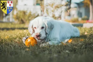 Mehr über den Artikel erfahren Clumber Spaniel Züchter und Welpen in Hauts-de-France