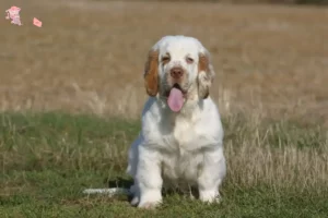 Mehr über den Artikel erfahren Clumber Spaniel Züchter und Welpen in Hovedstaden