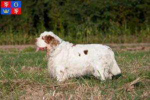 Mehr über den Artikel erfahren Clumber Spaniel Züchter und Welpen in Hradec Králové