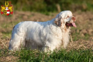 Mehr über den Artikel erfahren Clumber Spaniel Züchter und Welpen in Kärnten