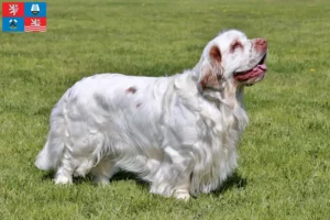 Mehr über den Artikel erfahren Clumber Spaniel Züchter und Welpen in Karlsbad