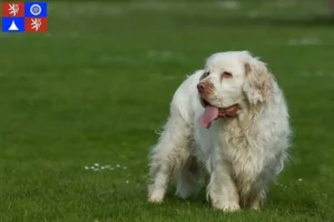 Mehr über den Artikel erfahren Clumber Spaniel Züchter und Welpen in Liberec