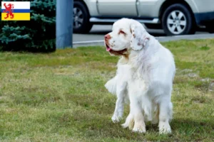 Mehr über den Artikel erfahren Clumber Spaniel Züchter und Welpen in Limburg