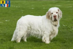 Mehr über den Artikel erfahren Clumber Spaniel Züchter und Welpen in Mähren-Schlesien