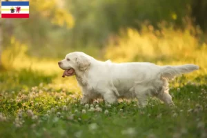 Mehr über den Artikel erfahren Clumber Spaniel Züchter und Welpen in Mecklenburg-Vorpommern