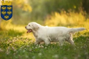 Mehr über den Artikel erfahren Clumber Spaniel Züchter und Welpen in Niederösterreich