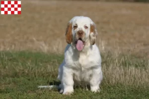 Mehr über den Artikel erfahren Clumber Spaniel Züchter und Welpen in Nordbrabant