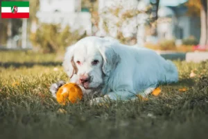 Mehr über den Artikel erfahren Clumber Spaniel Züchter und Welpen in Nordrhein-Westfalen