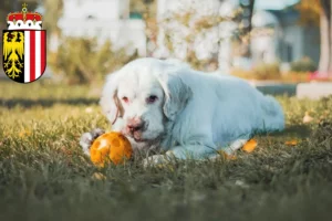 Mehr über den Artikel erfahren Clumber Spaniel Züchter und Welpen in Oberösterreich