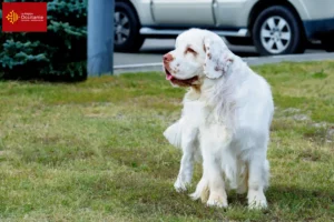 Mehr über den Artikel erfahren Clumber Spaniel Züchter und Welpen in Okzitanien