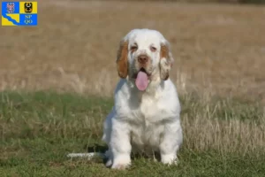 Mehr über den Artikel erfahren Clumber Spaniel Züchter und Welpen in Olmütz