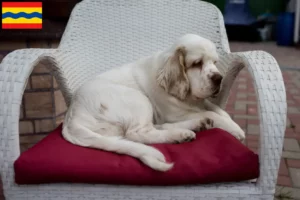 Mehr über den Artikel erfahren Clumber Spaniel Züchter und Welpen in Overijssel