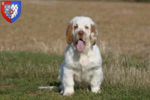 Mehr über den Artikel erfahren Clumber Spaniel Züchter und Welpen in Pays de la Loire