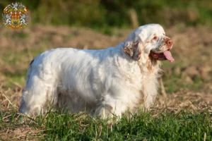 Mehr über den Artikel erfahren Clumber Spaniel Züchter und Welpen in Prag