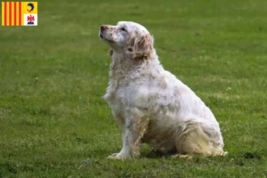 Mehr über den Artikel erfahren Clumber Spaniel Züchter und Welpen in der Provence-Alpes-Côte d’Azur