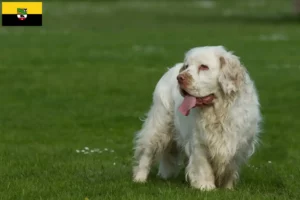 Mehr über den Artikel erfahren Clumber Spaniel Züchter und Welpen in Sachsen-Anhalt