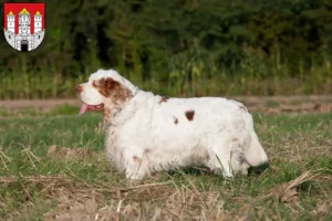 Mehr über den Artikel erfahren Clumber Spaniel Züchter und Welpen in Salzburg