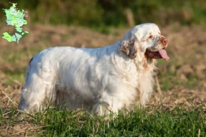 Mehr über den Artikel erfahren Clumber Spaniel Züchter und Welpen in Sjælland