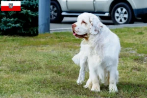 Mehr über den Artikel erfahren Clumber Spaniel Züchter und Welpen in Thüringen