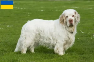 Mehr über den Artikel erfahren Clumber Spaniel Züchter und Welpen in der Ukraine