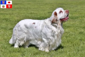 Mehr über den Artikel erfahren Clumber Spaniel Züchter und Welpen in Vysočina