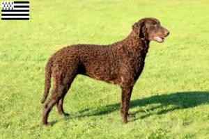 Mehr über den Artikel erfahren Curly Coated Retriever Züchter und Welpen in der Bretagne