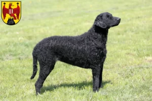 Mehr über den Artikel erfahren Curly Coated Retriever Züchter und Welpen im Burgenland