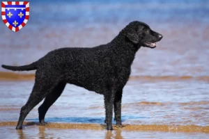 Mehr über den Artikel erfahren Curly Coated Retriever Züchter und Welpen in Centre-Val de Loire