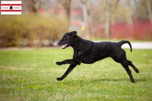 Mehr über den Artikel erfahren Curly Coated Retriever Züchter und Welpen in Drenthe