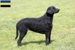 Mehr über den Artikel erfahren Curly Coated Retriever Züchter und Welpen in Gelderland