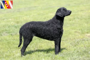 Mehr über den Artikel erfahren Curly Coated Retriever Züchter und Welpen in Grand Est